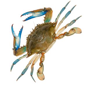 Crab